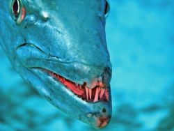 Barracuda - Nice Teeth by Jim Rosenberg 